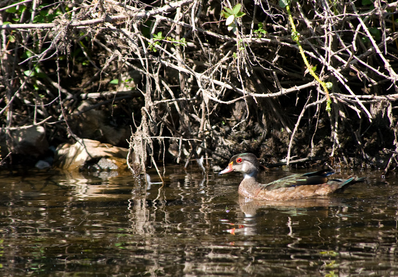 Wood Duck